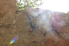 Pachyiulus oenologus