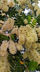 Weinmannia trichosperma