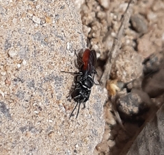 Miscophini