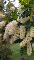 Weinmannia trichosperma