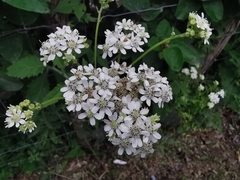 Verbesina microptera