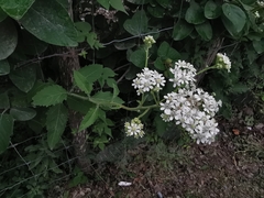 Verbesina microptera