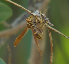 Polistes bequaertellus
