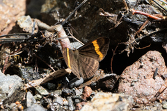 Riodinidae