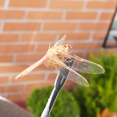 Sympetrum illotum