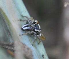 Phidippus arizonensis