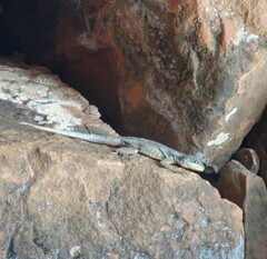 Tropidurus catalanensis