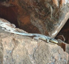 Tropidurus catalanensis