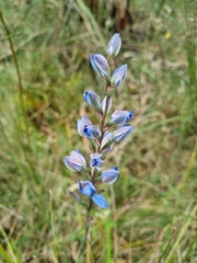 Thelymitra media