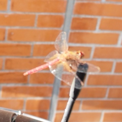 Sympetrum illotum