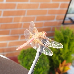Sympetrum illotum