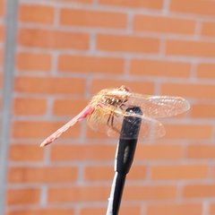 Sympetrum illotum