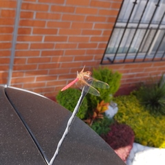 Sympetrum illotum