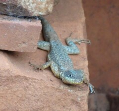 Tropidurus catalanensis