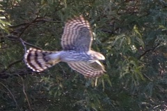 Accipiter cooperii