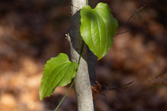 Smilax herbacea
