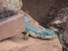 Tropidurus catalanensis