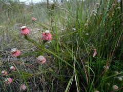 Serruria trilopha