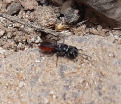 Miscophini
