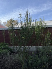 Gomphocarpus physocarpus