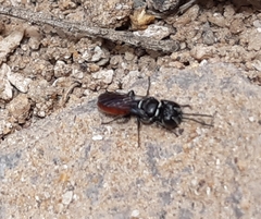 Miscophini