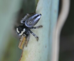Phidippus arizonensis
