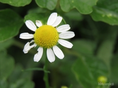Anthemideae