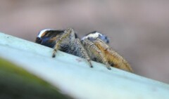 Phidippus arizonensis