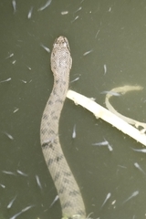 Cerberus schneiderii