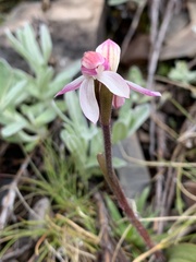 Caladenia alpina