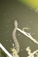 Cerberus schneiderii