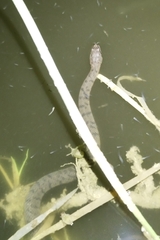 Cerberus schneiderii