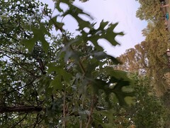 Quercus