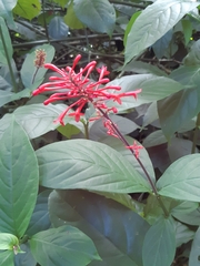 Odontonema cuspidatum