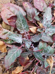 Oenothera brachycarpa