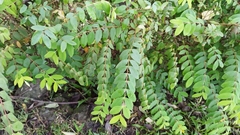 Hypericum geminiflorum