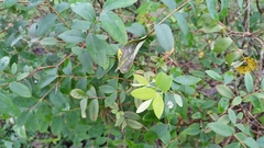 Hypericum geminiflorum
