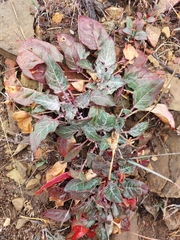 Oenothera brachycarpa
