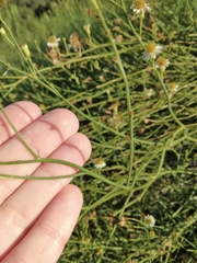 Chloracantha spinosa