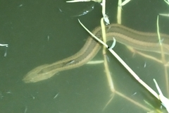 Enhydris enhydris