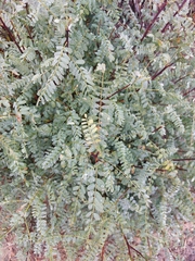 Eysenhardtia texana