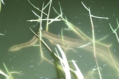 Enhydris enhydris