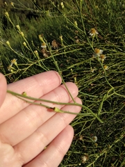 Chloracantha spinosa