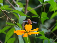 Esenbeckia