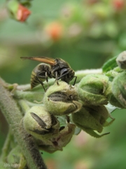 Brachygastra lecheguana