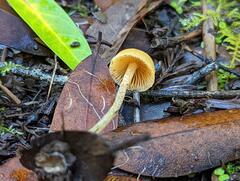 Galerina badipes