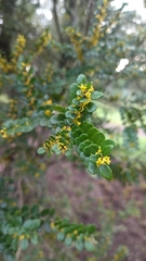 Azara microphylla