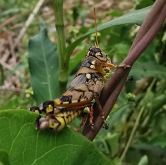 Agroecotettix modestus