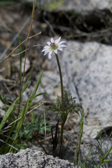 Anemone tuberosa