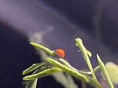 Cycloneda sanguinea